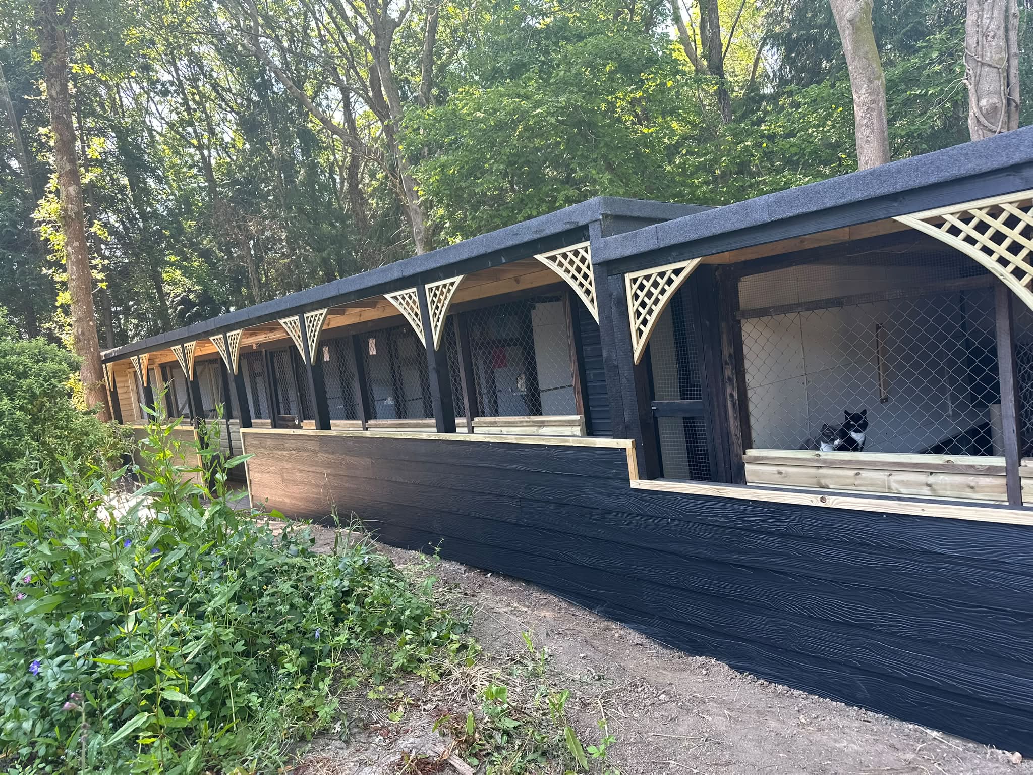 The newly renovated boarding runs at the Poynings Cat Boarding Hotel, with smart black cladding, lattice detailing, and spacious mesh-fronted runs set among the trees